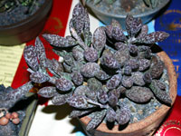 Adromischus marianiae